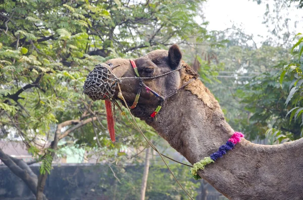 Kamel ansikte profil i agra, Indien — Stockfoto