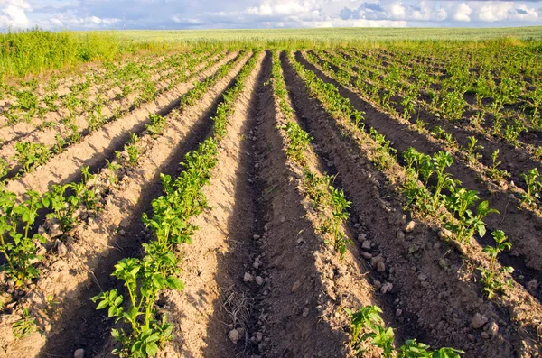 Ростки картофеля на весеннем поле — стоковое фото