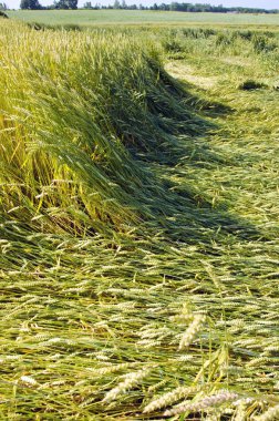 Yaz fırtınası sonra çiftlik buğday alanında