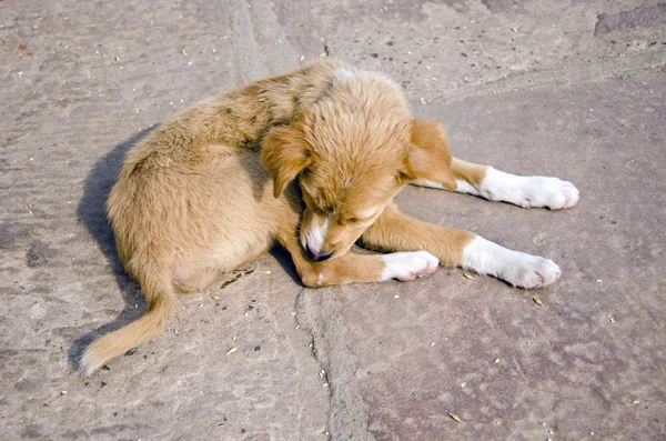 Собака спит на улице в Варанаси, Индия — стоковое фото