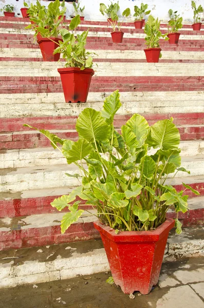 Květináče s rostlinami na schodiště do varanasi, Indie — Stock fotografie