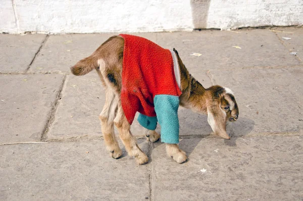 Goatling på gatan trottoaren i varanasi, Indien — Stockfoto