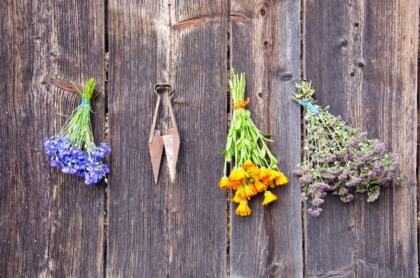 Medical herbs bunches on old wooden wall — Stock Photo, Image