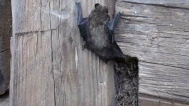 eski ahşap duvar üzerinde nadir yarasa türü (Eptesicus nilssonii)