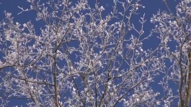 akçaağaç ağaç dal ve gökyüzü arka plan üzerinde hoarfrost