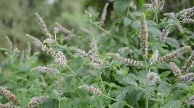 çiçek açması nane (Mentha) otlar ve yaz Rüzgar