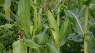 taze mısır koçanı grubunda Seç.