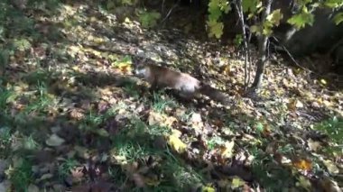 güzel fox sonbahar ormanda yürüyüş