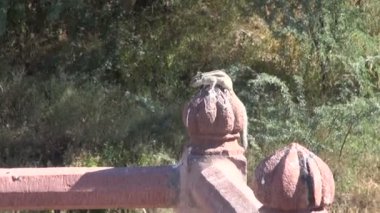 Çit üzerinde Hint palmiye sincabı (Funambulus palmarum)