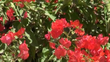 güzel çiçek açması ağaç arka planda Hindistan