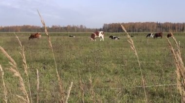 İnekler sonbahar tarım alanında