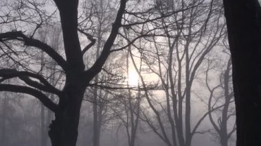 Güneş sis ve winter park ağacında