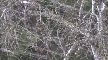 kar fırtınası içinde Bahçe doğa geçmiş