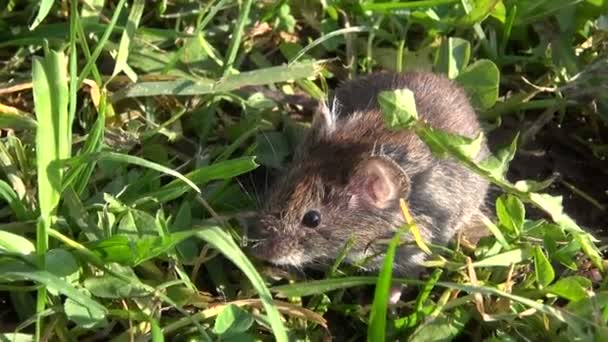 Bank woelmuis (Clethrionomys glareolus) op gras — Stockvideo