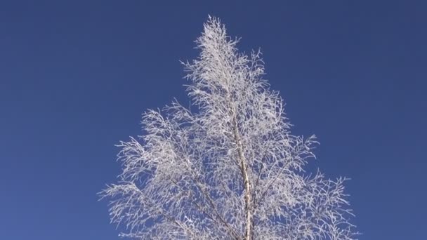 Beautiful hoarfrost on birch tree and sky — Stock Video