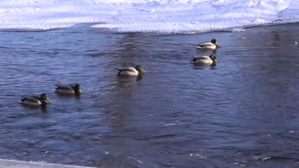 Зимовка уток (Anas platyrynchos) на реке в середине зимы — стоковое видео