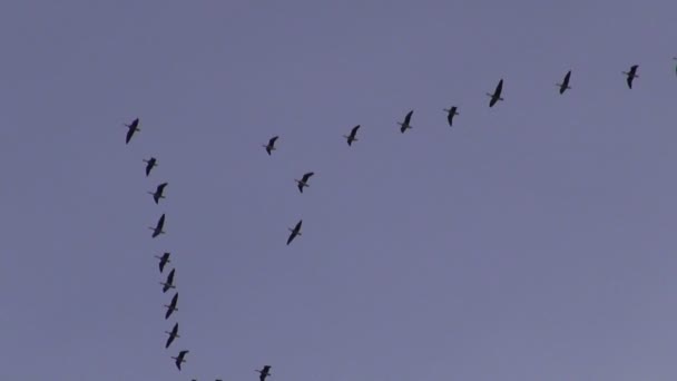 Grúas (Grus grus) vuelo en el cielo — Vídeo de stock