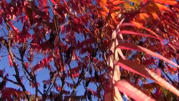 カラフルな秋のブッシュの葉の背景 — ストック動画