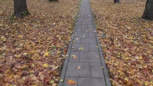 Caminando en el parque de otoño en el pavimento — Vídeo de stock