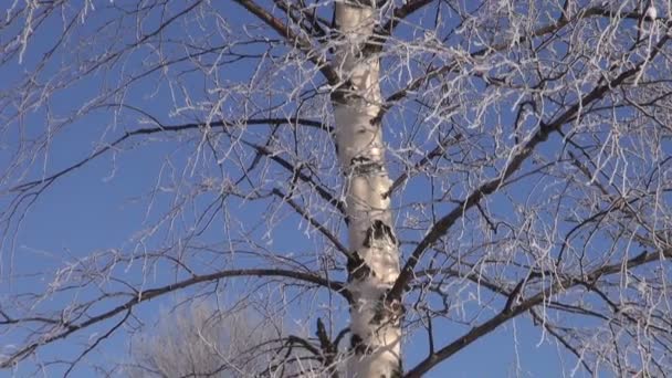 Fresco hermoso invierno hoarfrost en árbol de abedul — Vídeos de Stock