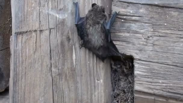 Especie rara de murciélago (Eptesicus nilssonii) en la pared de madera vieja — Vídeos de Stock