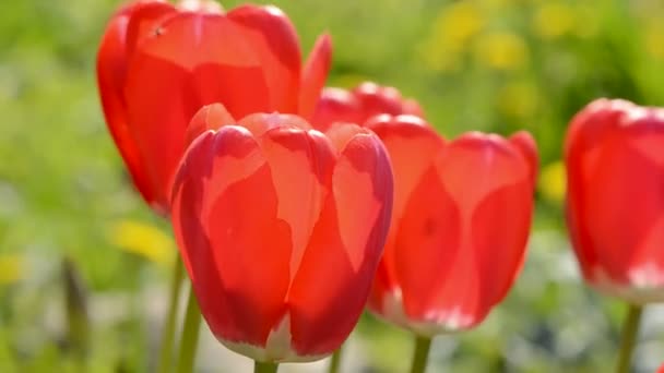Spring rode tulpen en wind achtergrond — Stockvideo