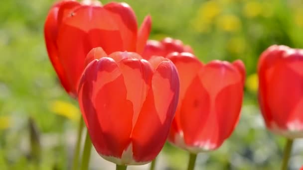 printemps tulipes rouges et fond de vent 