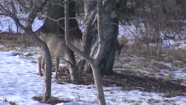 Cervos ovinos (Capreolus capreolus) no jardim de inverno — Vídeo de Stock