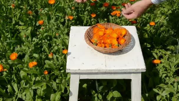 Cosecha de hierbas medicinales caléndula (Calendula officinalis) flores en el jardín — Vídeo de stock