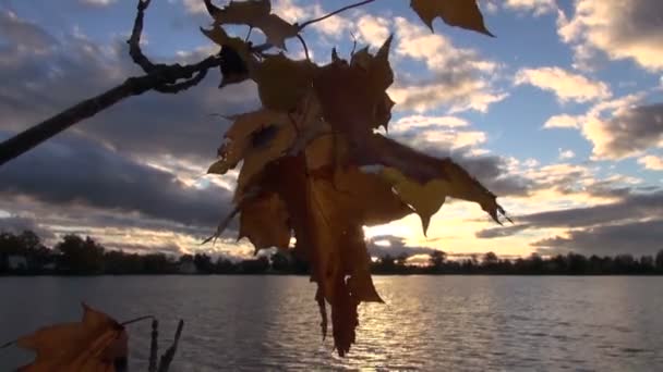 Wieczór jesienny krajobraz jeziora z klon liście — Wideo stockowe