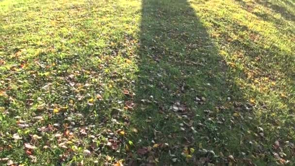 Sombra de árbol de noche y la luz del sol — Vídeos de Stock