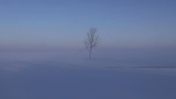 Το χειμώνα το πρωί τοπίο με χιόνι και μοναχικό δέντρο — Αρχείο Βίντεο