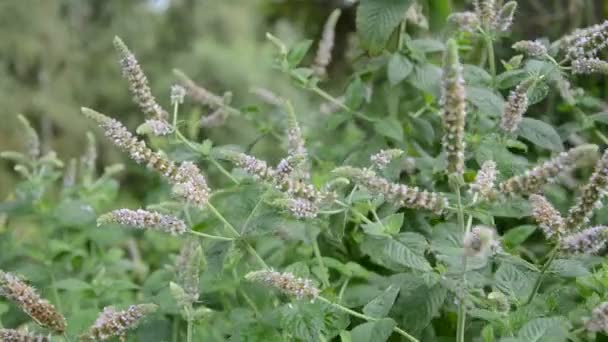 Virágzó menta (Mentha) gyógynövények és nyári szél — Stock videók