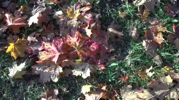 Farbenfrohe Blätter des Herbst-Ahorns auf Gras — Stockvideo