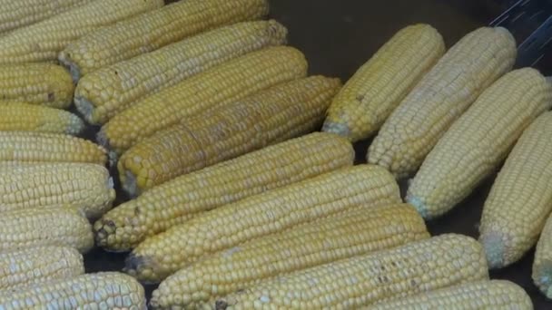 Cooking corn cobs in metal pot on agriculture market — Stock Video