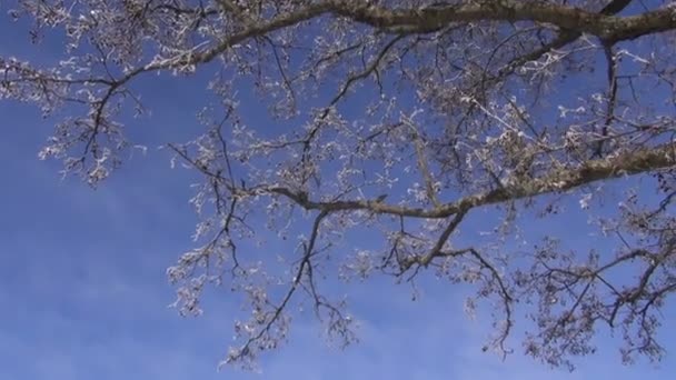 Escarcha en el árbol de invierno — Vídeos de Stock