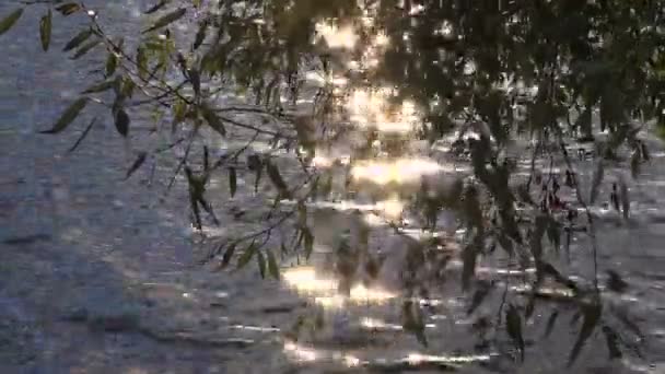 Lake water and willow leaves with sun background — Stock Video