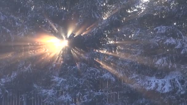 Invierno luz del sol y abeto del bosque fondo en movimiento — Vídeo de stock