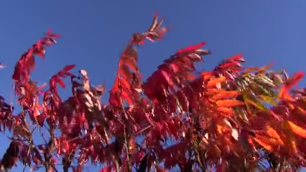 Hojas rojas de otoño y fondo del cielo — Vídeos de Stock