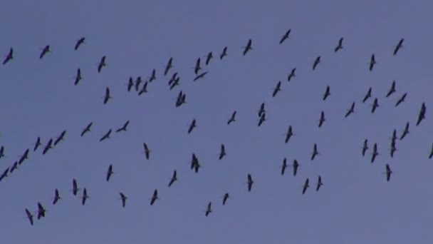 Cranes (Grus grus) on autumn sky — Stock Video
