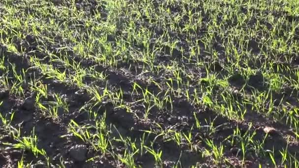 Fresh crop sprouts on field in sunlight and wind — Stock Video