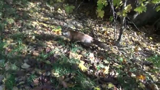 belle promenade de renard dans la forêt d'automne 