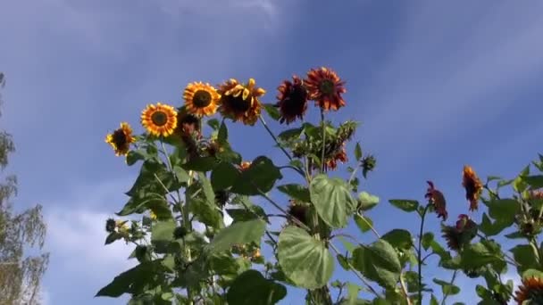 Girasoles en el viento y el cielo fondo — Vídeos de Stock