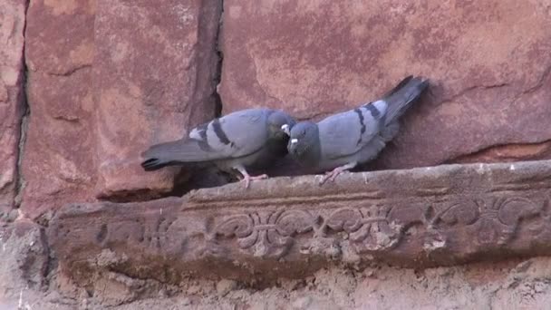 Two pigeons on old indian wall decoration — Stock Video