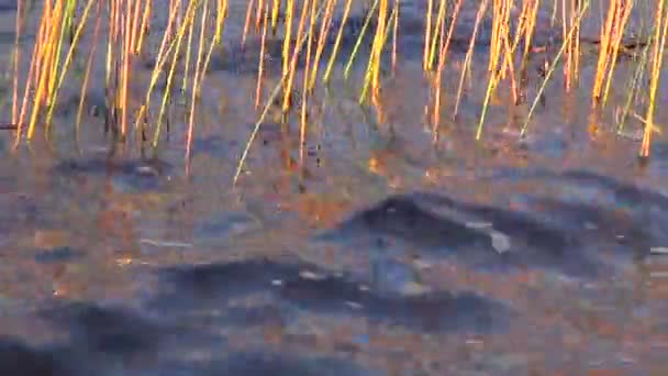 Autumn lake and bulrush background — Stock Video