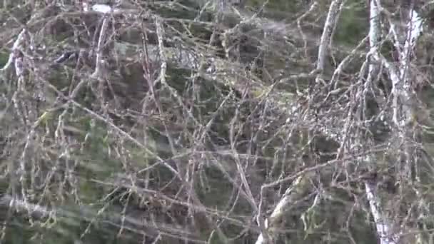 Kar fırtınası içinde Bahçe doğa geçmiş — Stok video