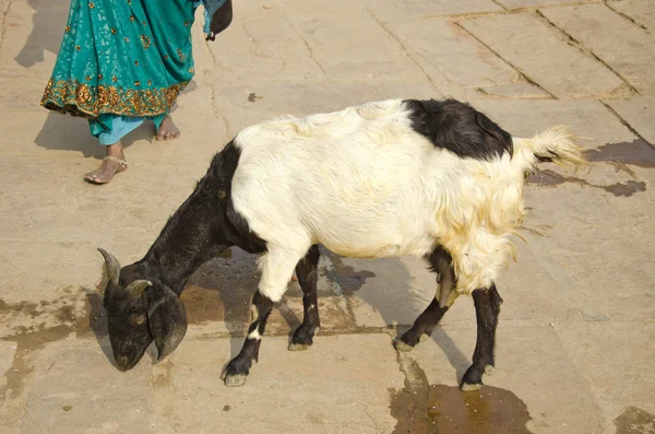 Cabra na rua Varanasi, Índia — Fotografia de Stock