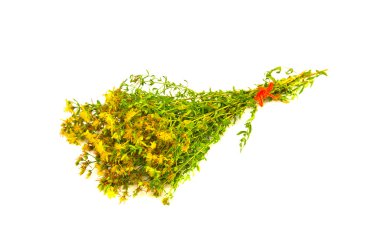 St. john's sarı tıbbi değer (hypericum perforatum) demet çiçekler
