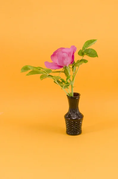 Άγριο ροδαλό λουλούδι Brier σε μικρό βάζο — Φωτογραφία Αρχείου