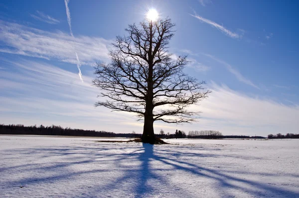 Gamla och ensamma eken på snö fält — Stockfoto